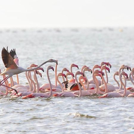 Ca Sal Holiday Home Lesina Dış mekan fotoğraf